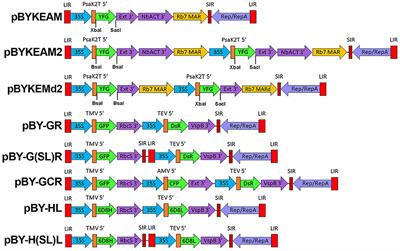 High Level Production of Monoclonal Antibodies Using an Optimized Plant Expression System